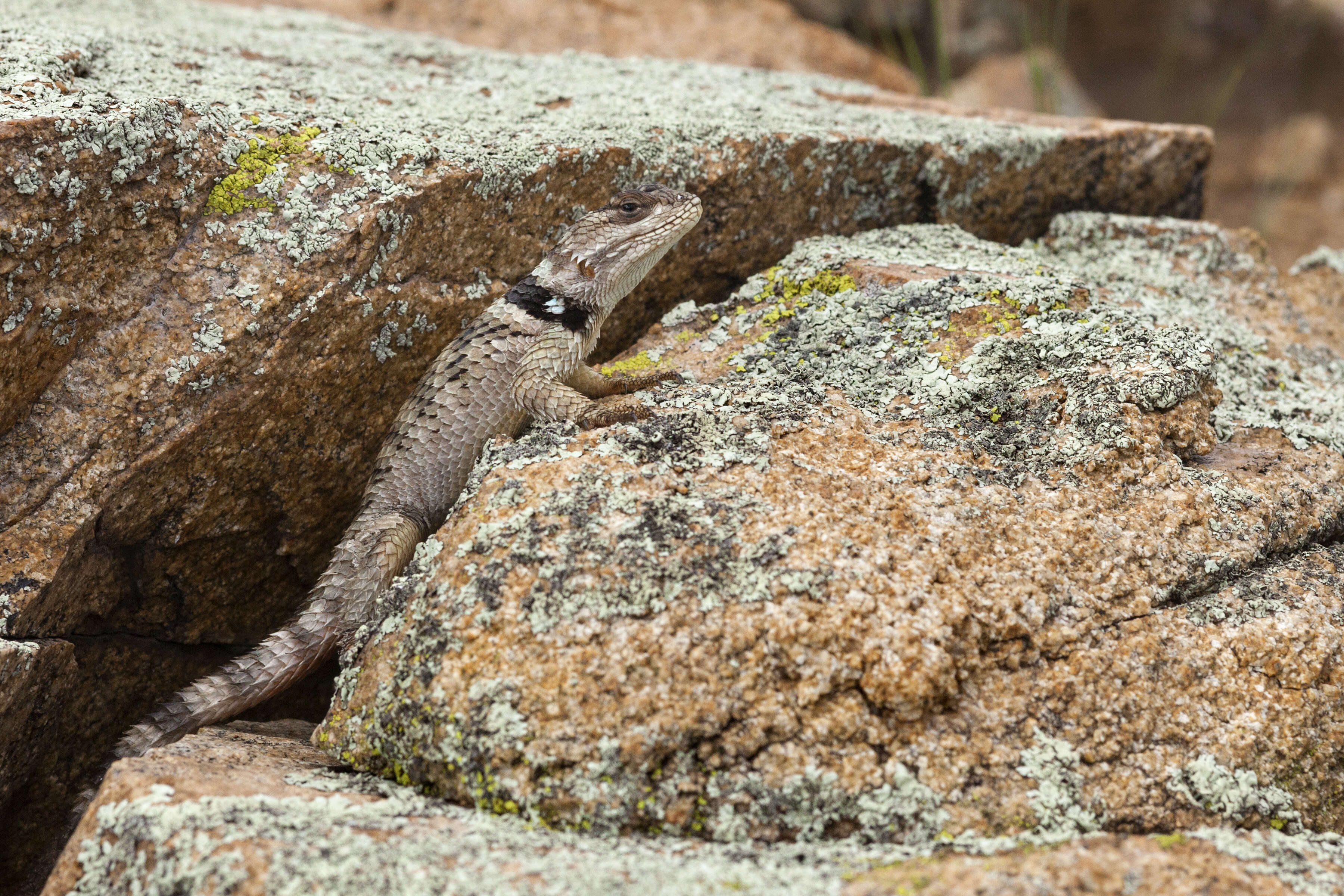 Image of Crevice Spiny Lizard