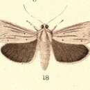 Image of Ichneutica arotis