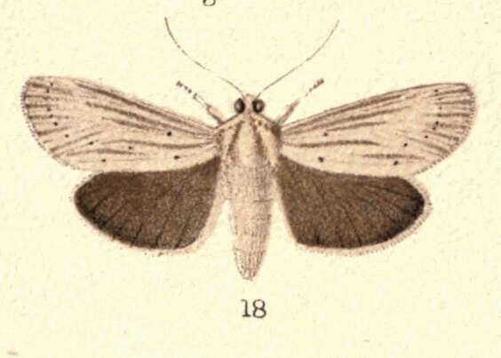 Image of Ichneutica arotis