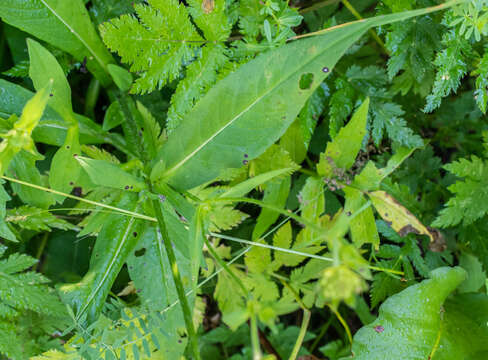 Слика од Knautia arvensis (L.) Coulter