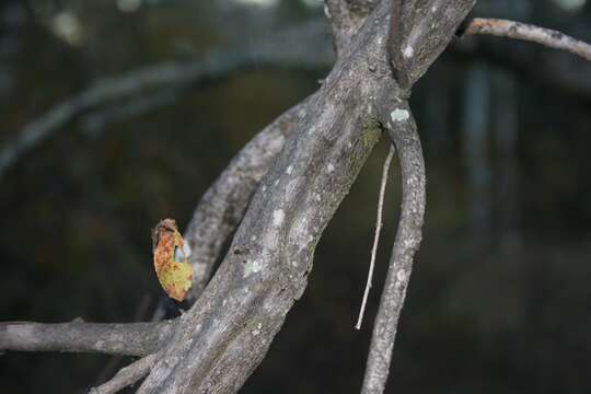 Image de Grewia flavescens Juss.