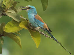 Image of Abyssinian Roller