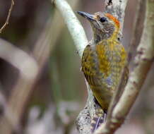 Image of Yellow-eared Woodpecker