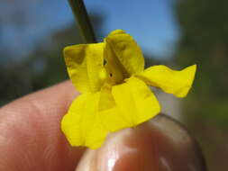 Image of Goodenia stelligera R. Br.