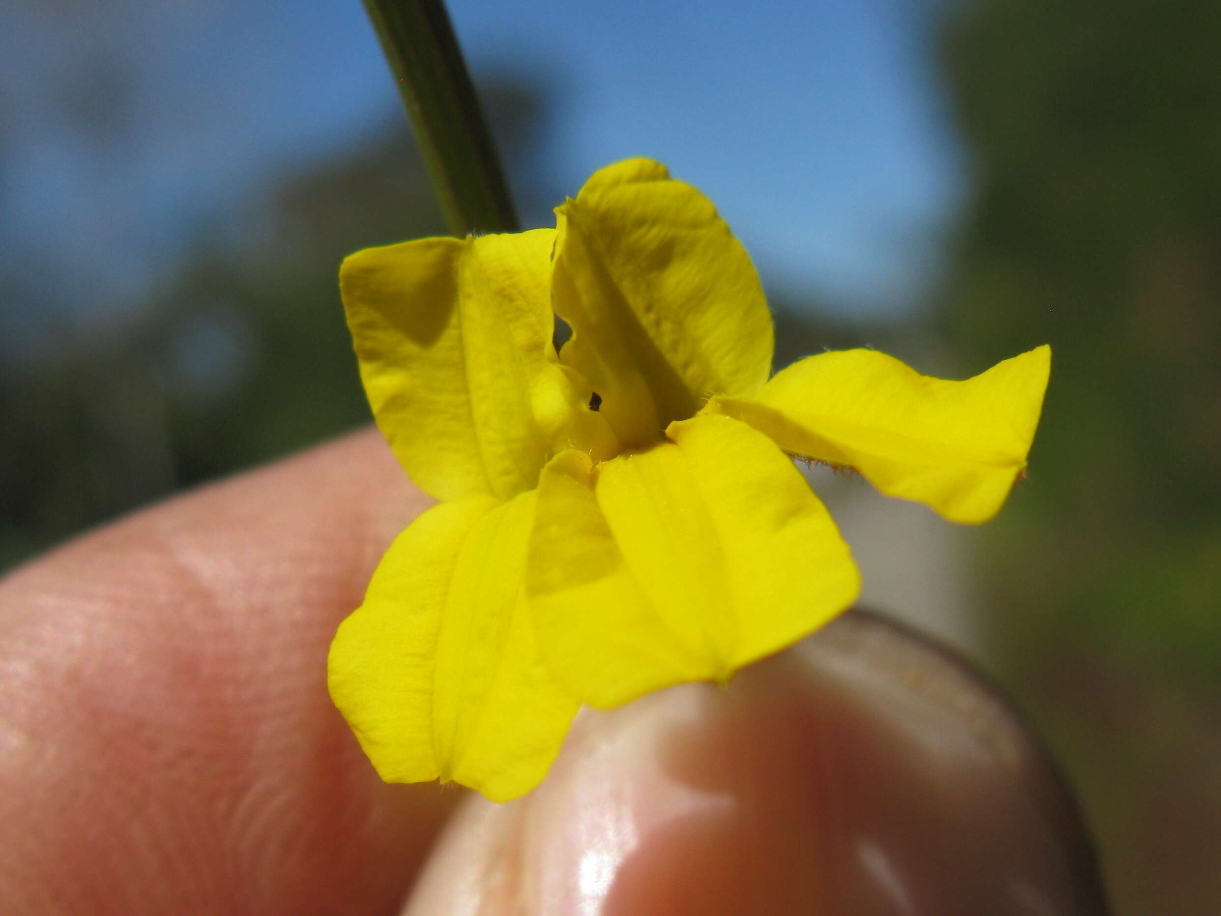 Image of Goodenia stelligera R. Br.