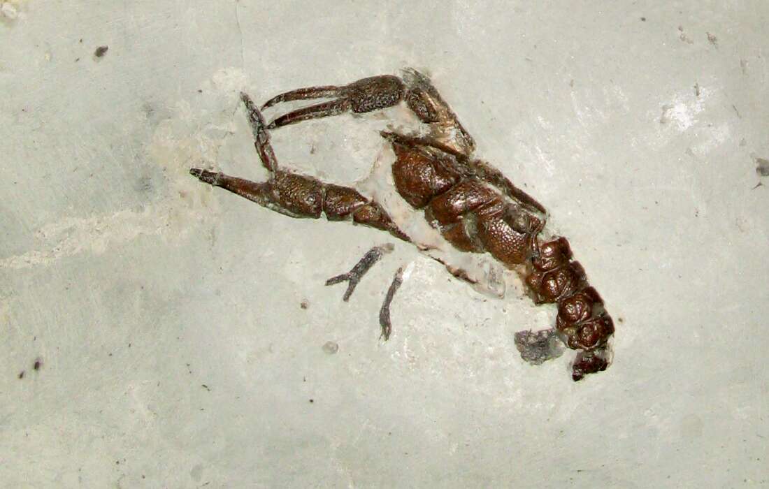 Image of Erymidae