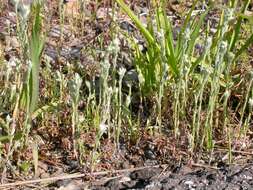 Image of field cudweed