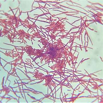 Image de Pseudomonas