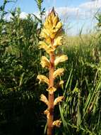 Imagem de Orobanche reticulata Wallr.