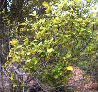 Image de Coprosma arborea Kirk