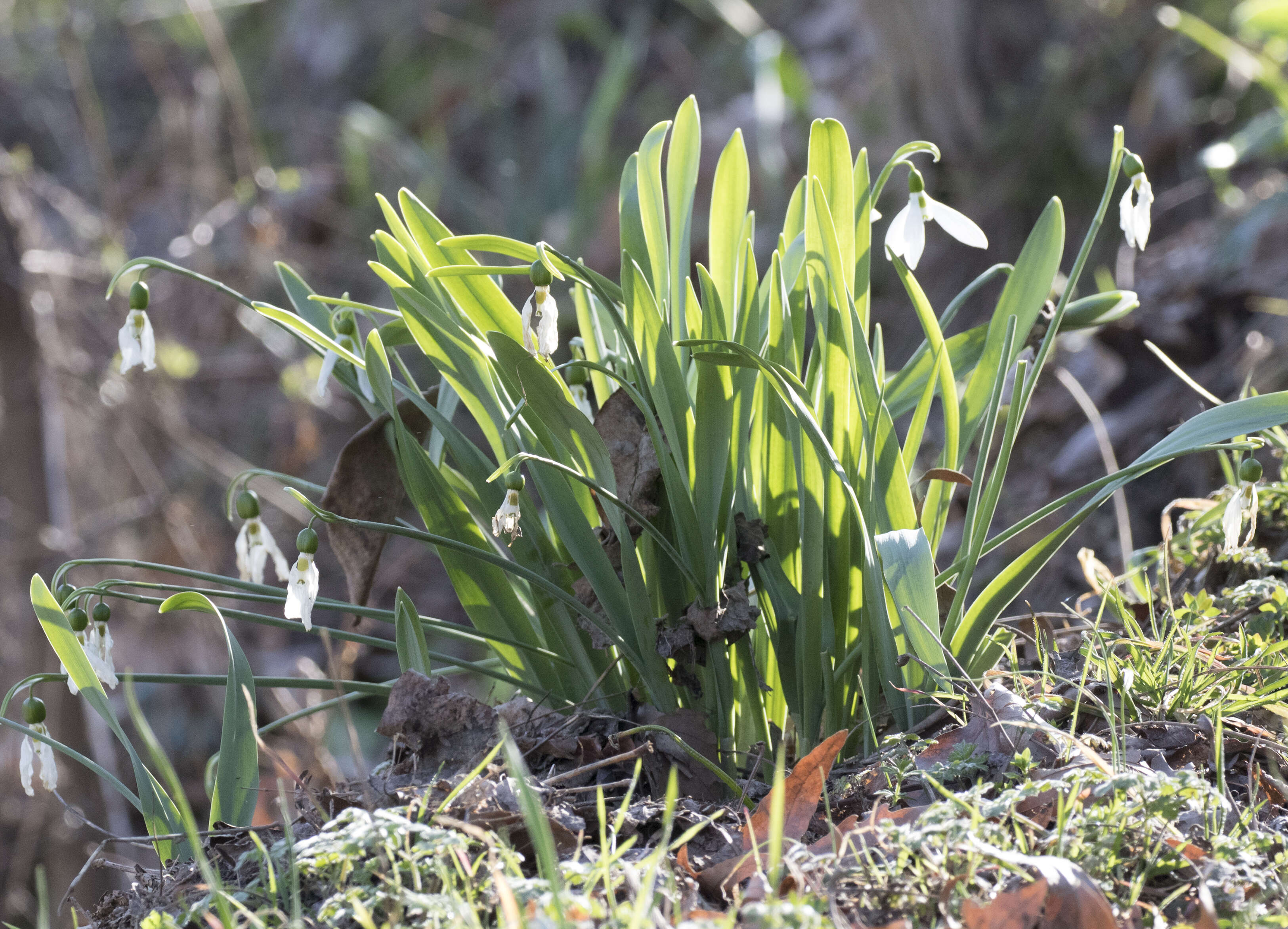 Image of giant snowdrop