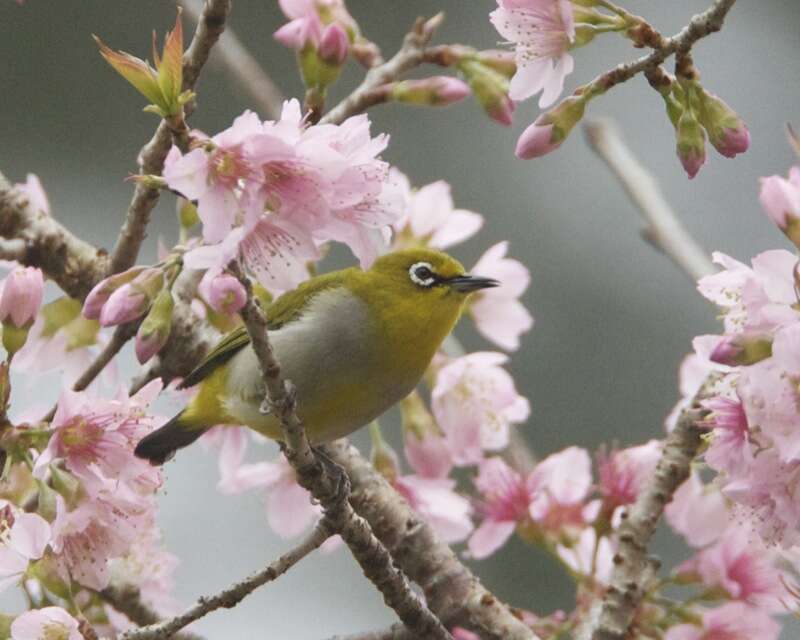 Image of Japanese White-eye