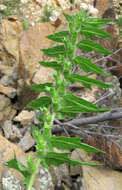 Image of black henbane