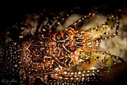 Image of Guinea Chick Lobster