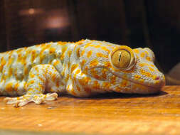 صورة Gekko gecko (Linnaeus 1758)