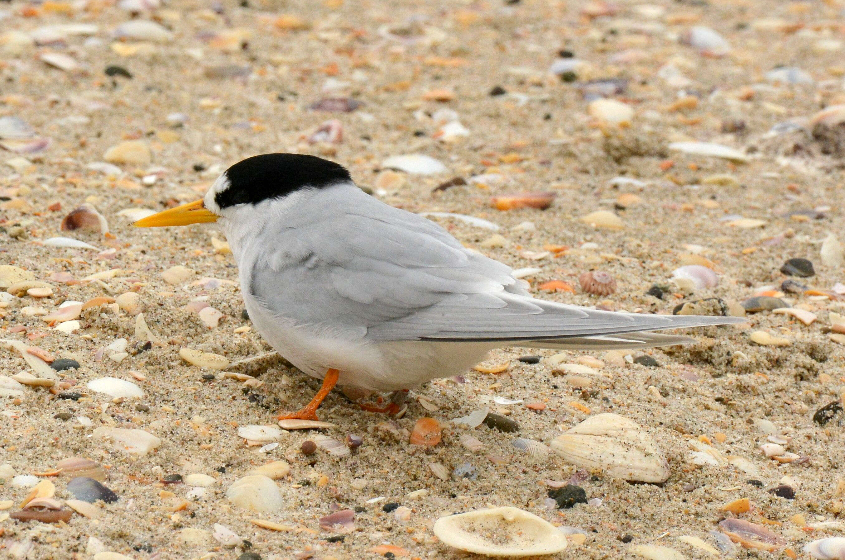 Image of Fairy Tern