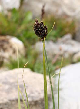 Image of Carex parviflora Host