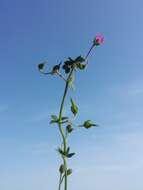 Imagem de Geranium molle L.