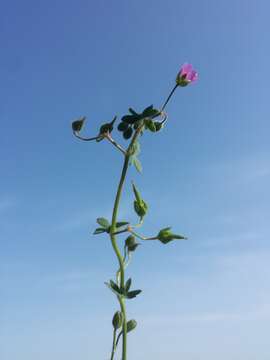 Imagem de Geranium molle L.