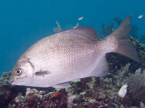 Image of Topsail chub