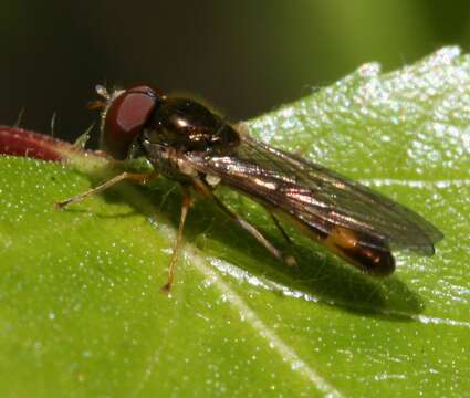 Image of Melanostoma scalare (Fabricius 1794)