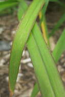 Image of witch grass