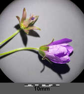 Image of hedgerow geranium