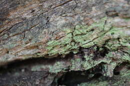 Image of needle lichen