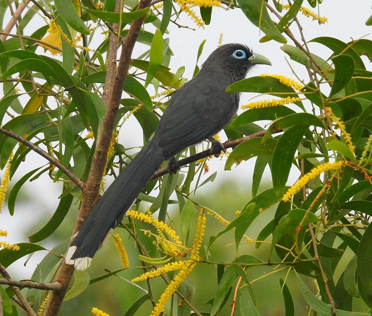 Plancia ëd Phaenicophaeus viridirostris (Jerdon 1840)