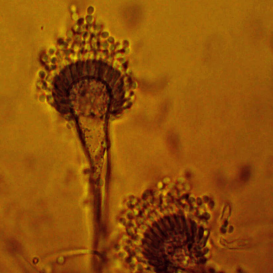 Image of Aspergillus fumigatus Fresen. 1863