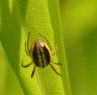 Image of Araneus pratensis (Emerton 1884)