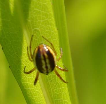 Image of Araneus pratensis (Emerton 1884)