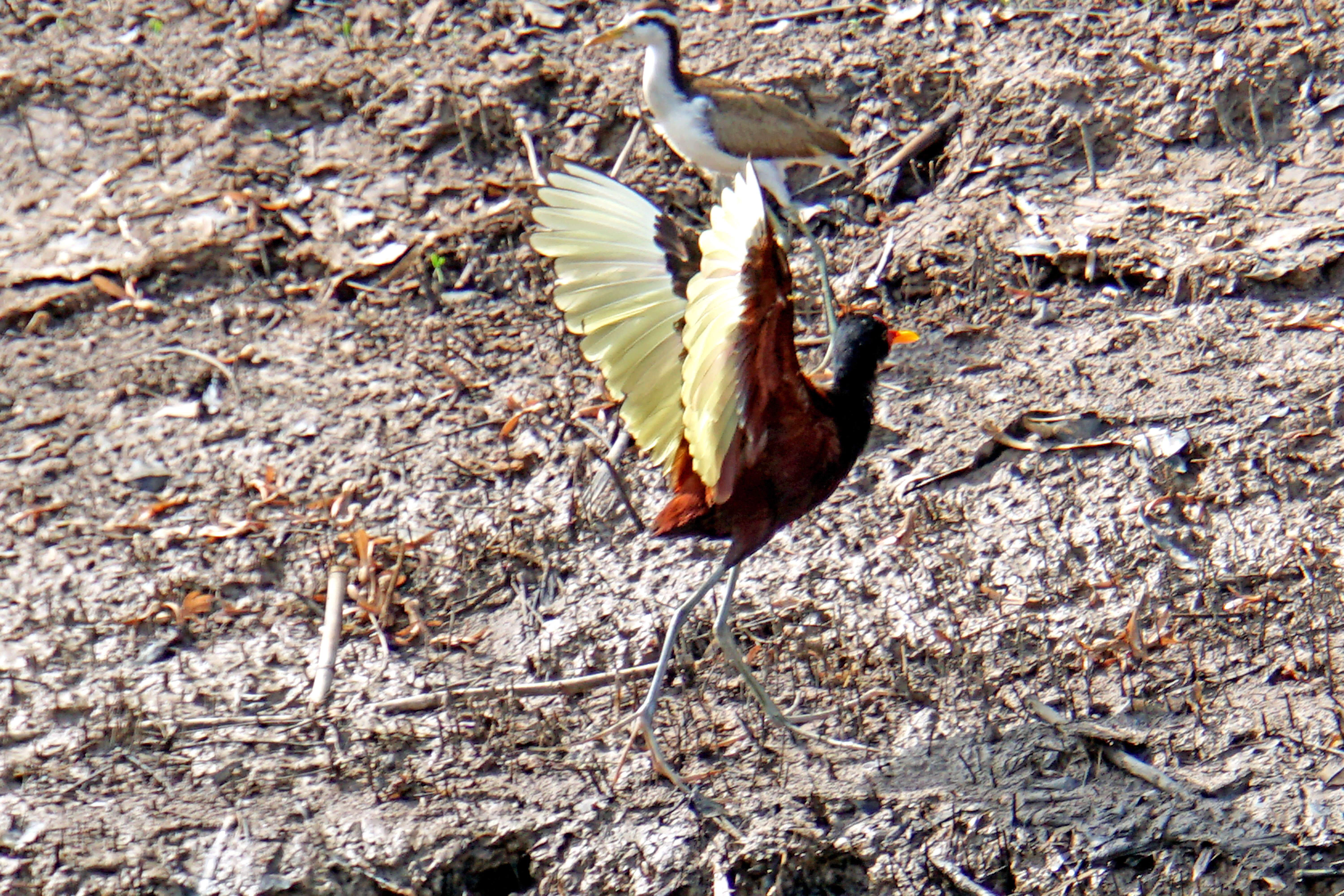 Image of Wattled Jacana