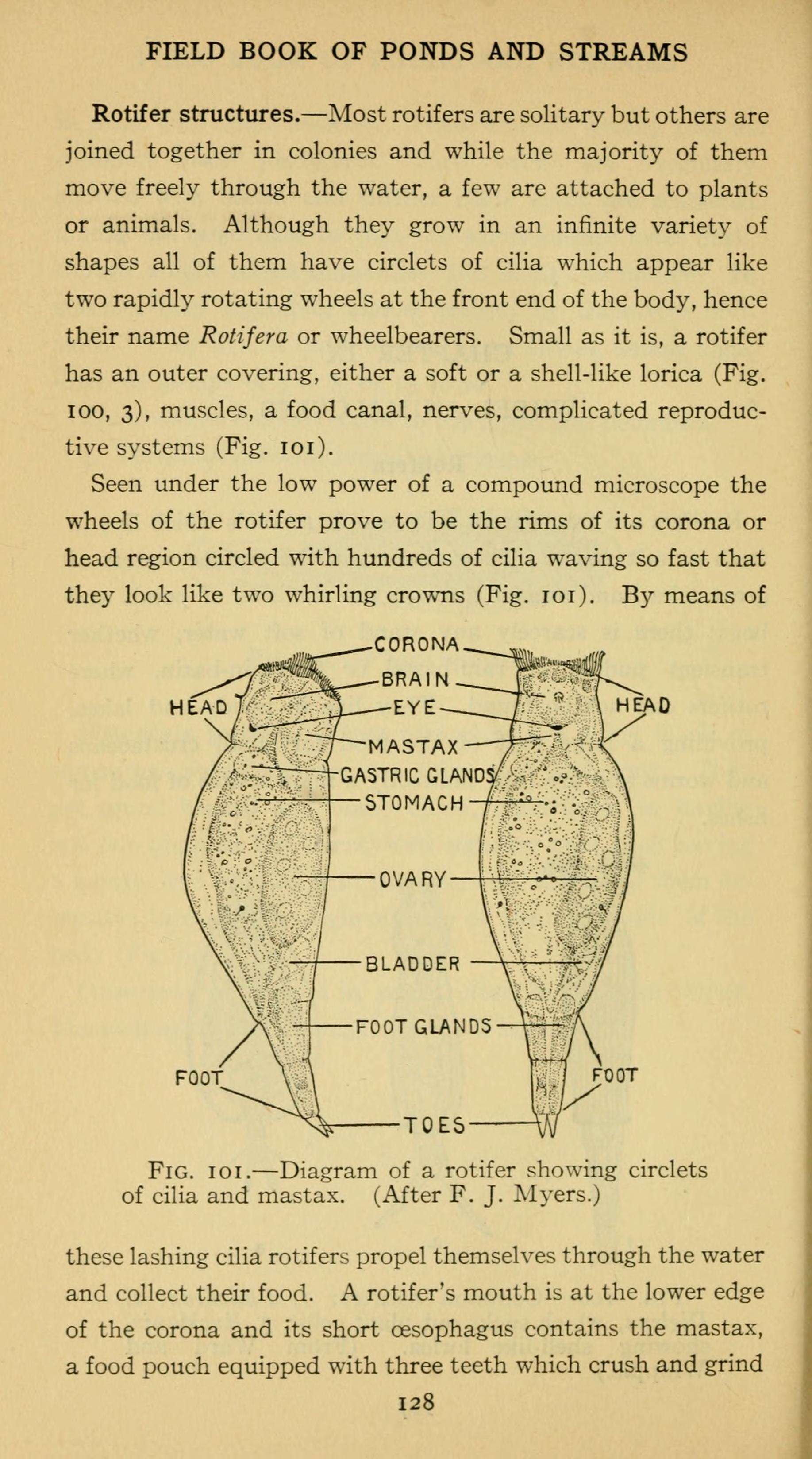 Image de Syndermata