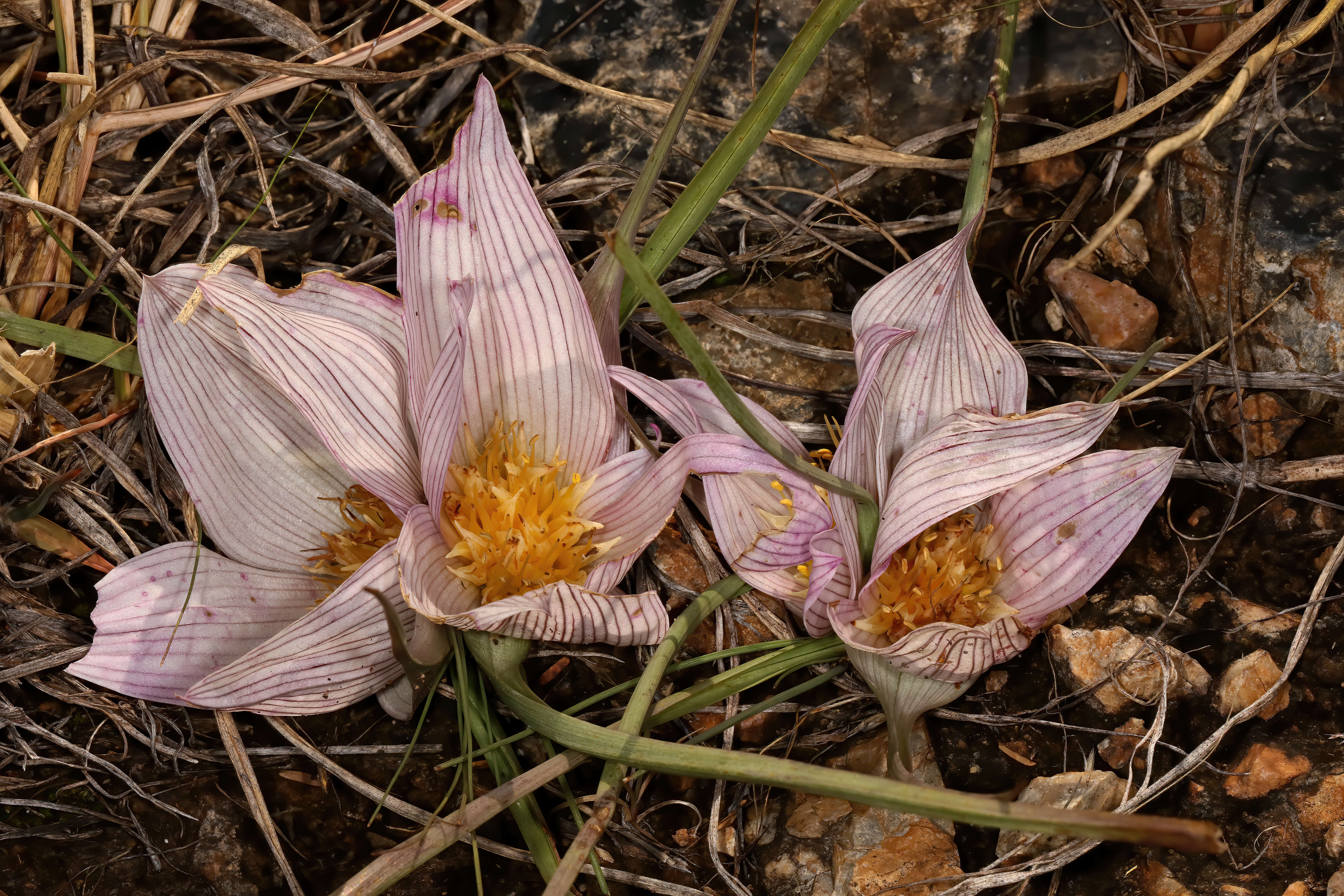 Image of Androcymbium melanthioides Willd.