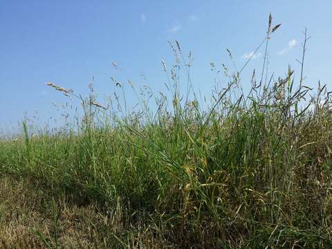 Image of Creeping Soft Grass