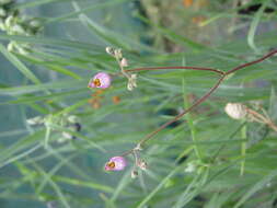 Image of Calceolaria cana Cav.