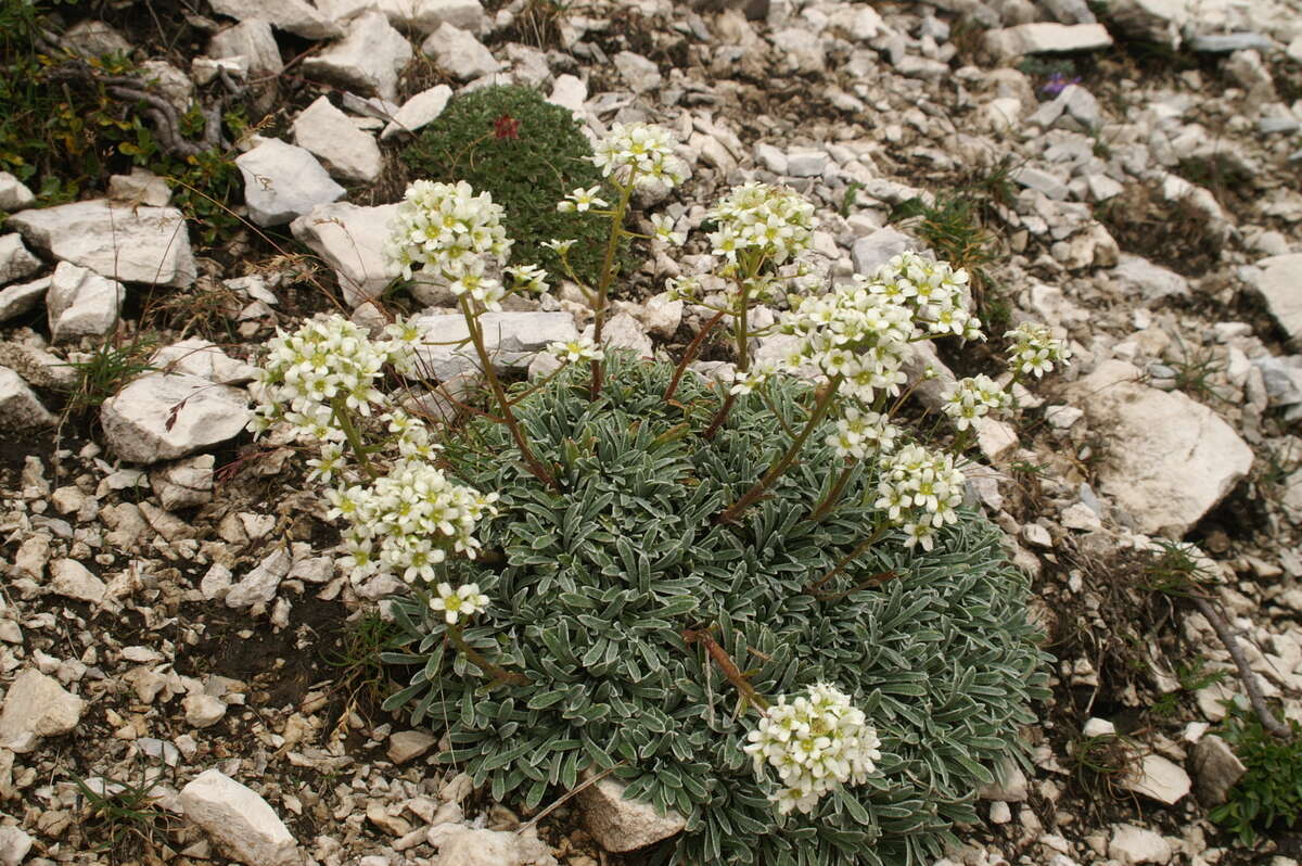 Image of Encrusted Saxifrage