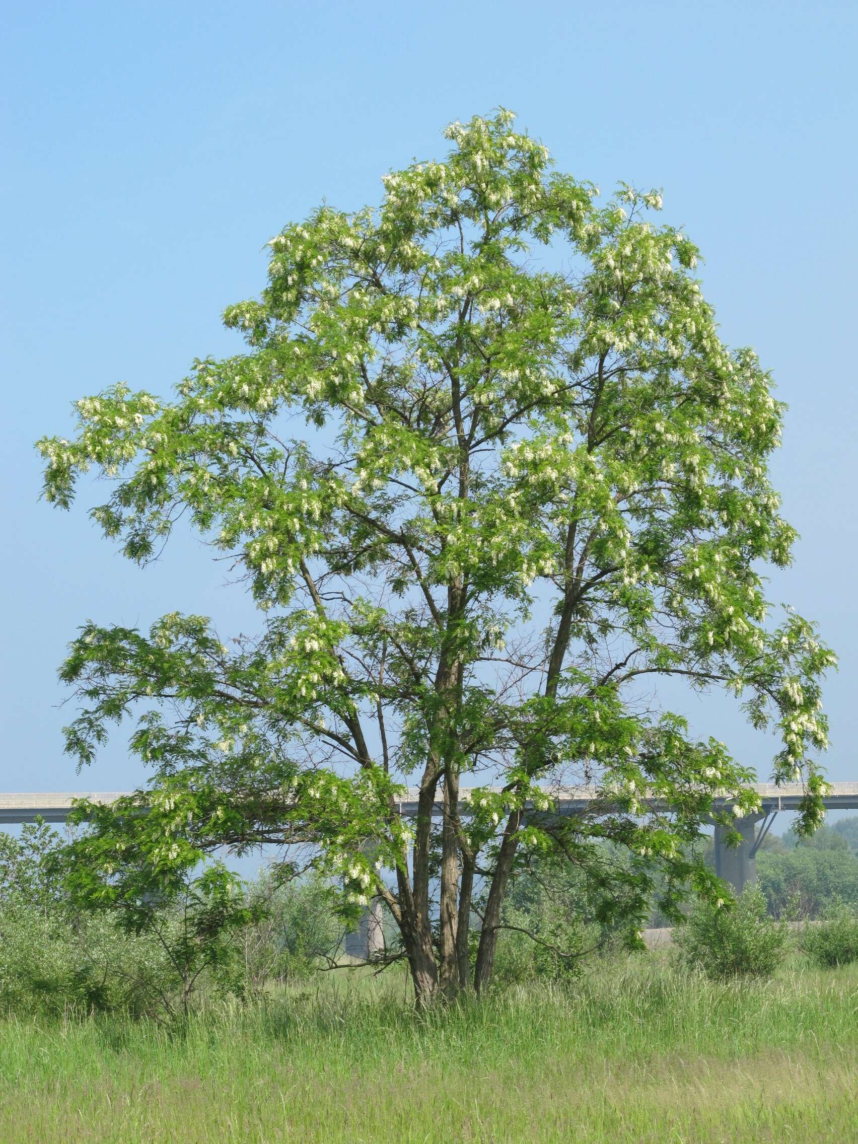 Image of black locust