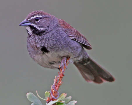 Image of Five-striped Sparrow