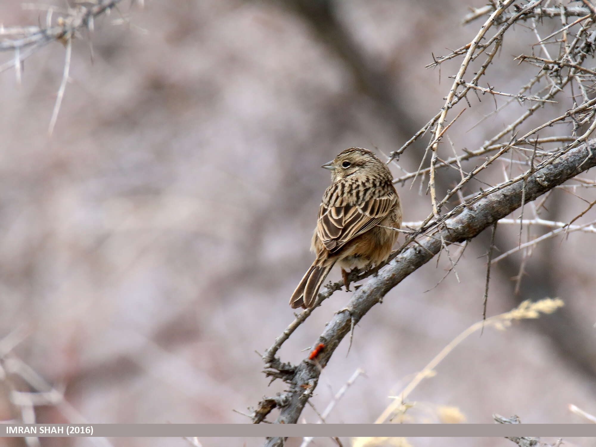 Image of European Rock Bunting