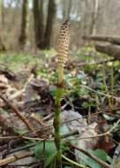 Image of Shady Horsetail