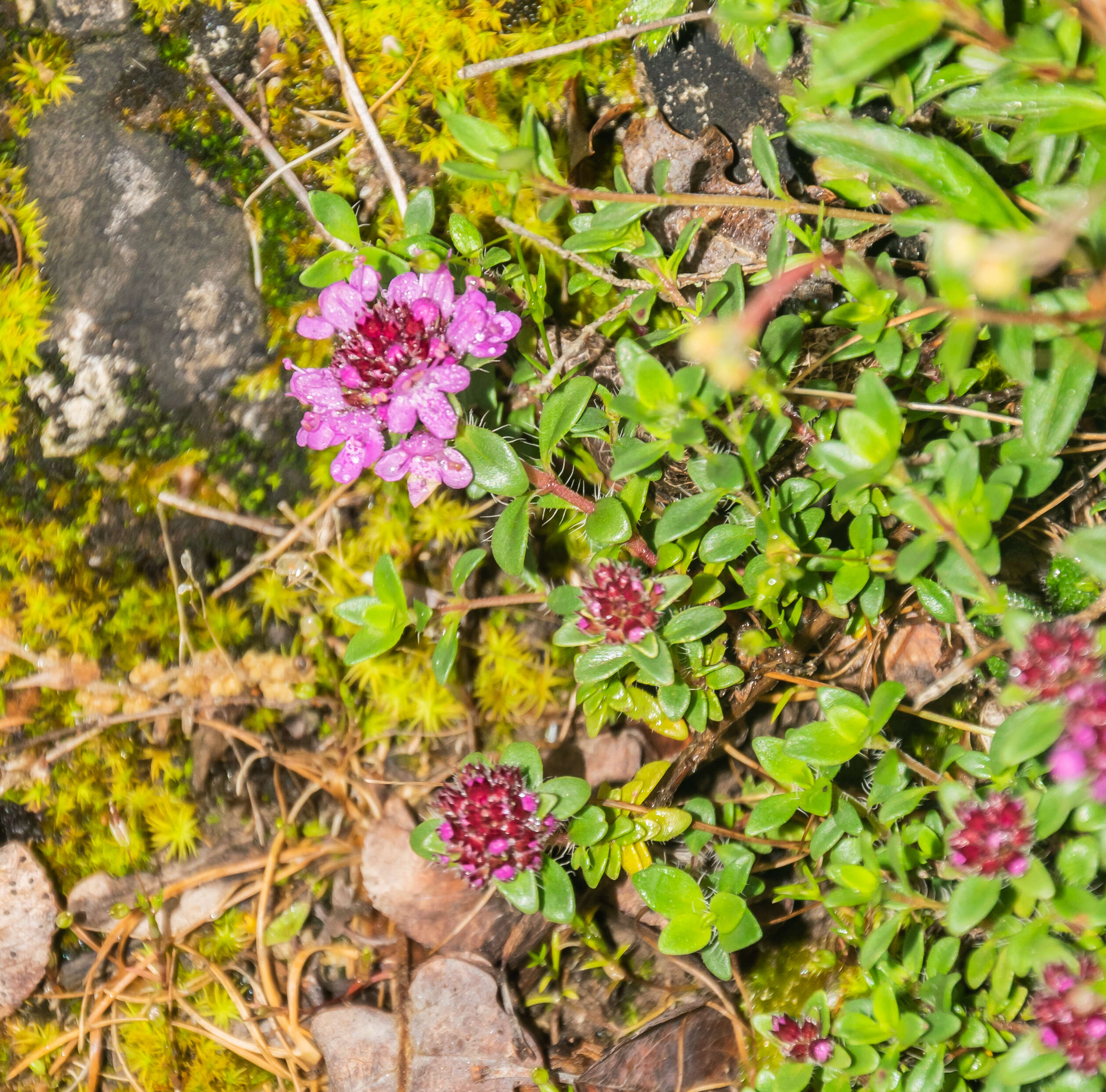 صورة Thymus praecox Opiz