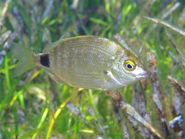 Imagem de Diplodus annularis (Linnaeus 1758)