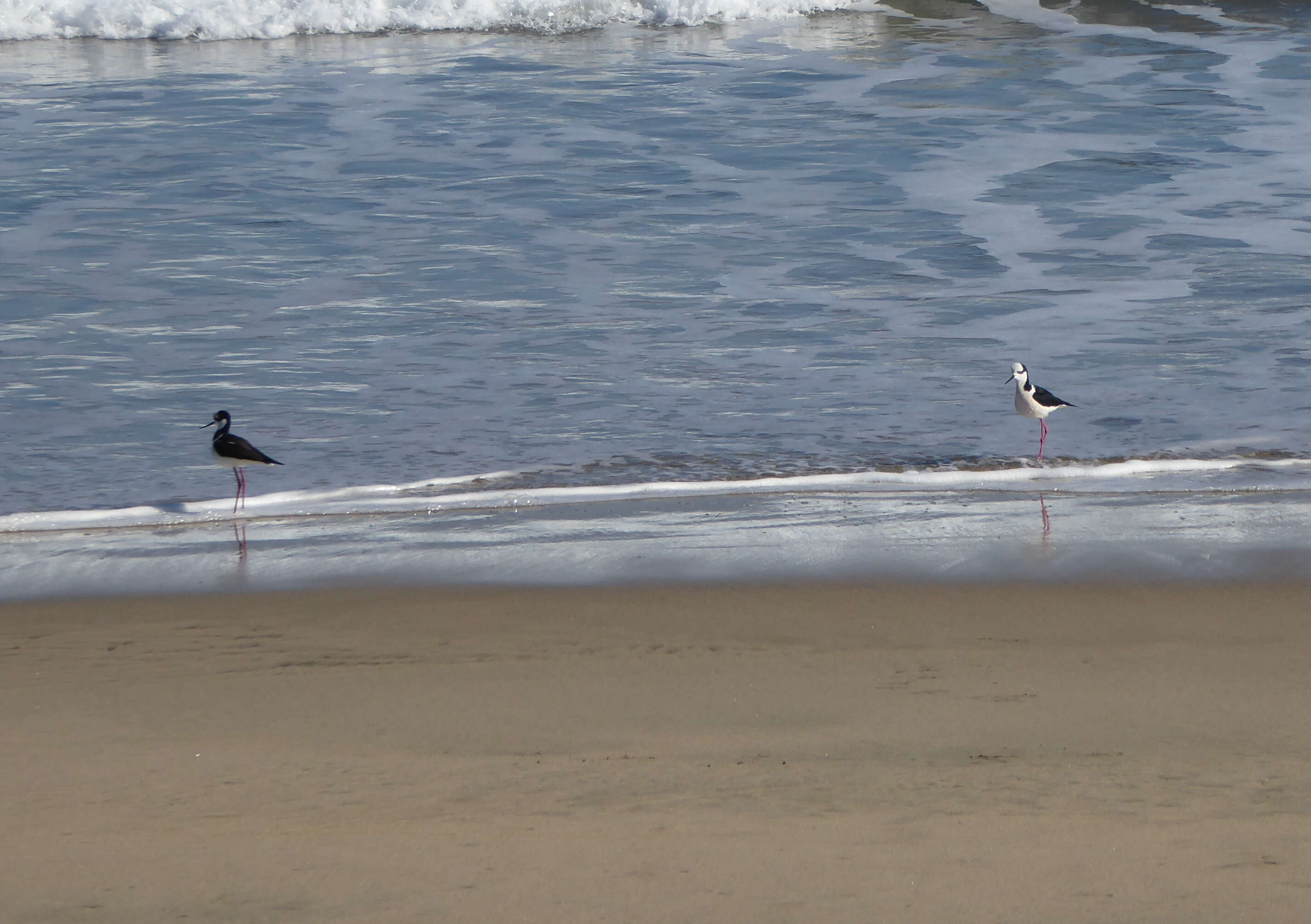 Image of White-backed Stilt