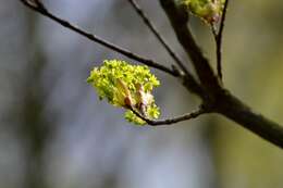 Image of Norway Maple