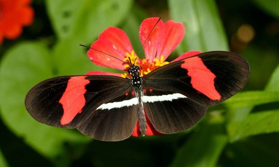 Image of Crimson Patched Longwing