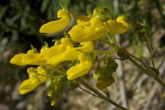 Image of Calceolaria cana Cav.