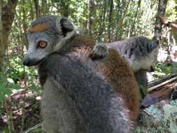 Image of Crowned Lemur