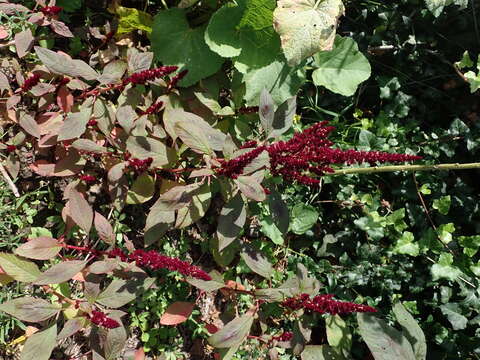 Image of Mexican Grain Amaranth